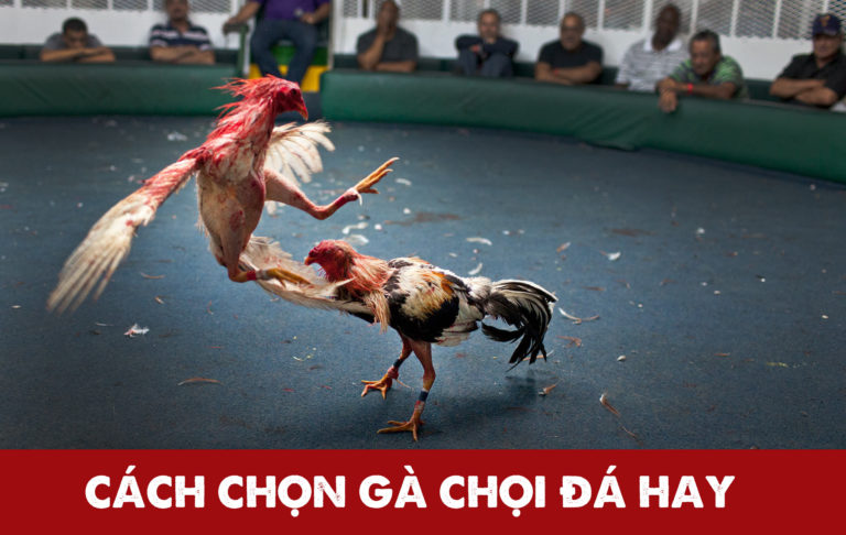 cach-chon-ga-choi-da-hay