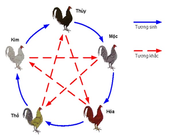 cach-xem-ga-choi-theo-phong-thuy