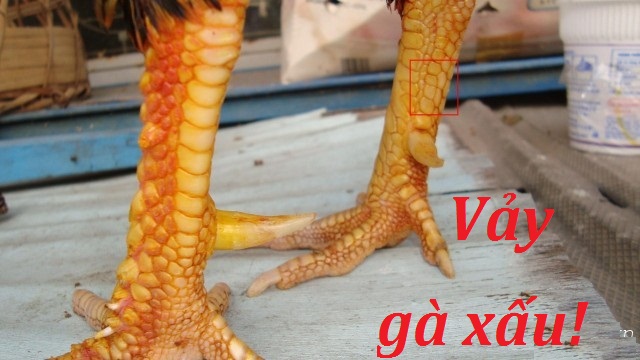 vay-ga-xau