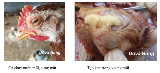 bệnh tích điển hình của bệnh IC