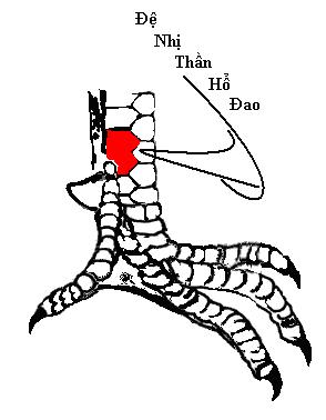 xem-chan-ga-choi-4