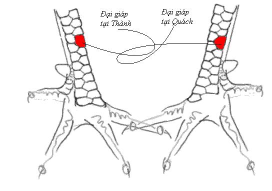 Gà Lưỡng Ngọc Song Cước