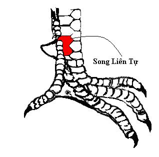 cách xem chân gà chọi hay