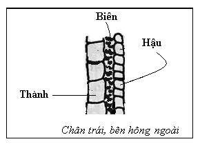 xem vảy hậu gà đá