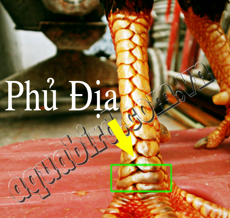 vảy phủ địa