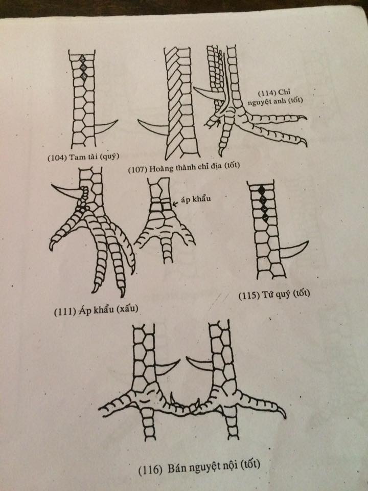 xem vảy gà đá cựa