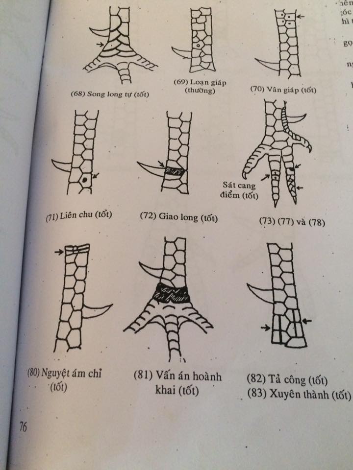 xem vảy hậu gà chọi