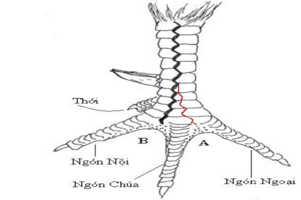 cách xem vảy gà tốt xấu