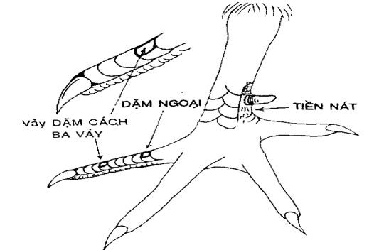 gà có vảy dặm ngón ngoại