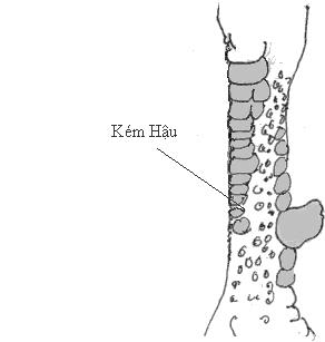 xem vảy độ gà nòi xấu