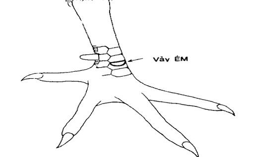 Vảy gà ém -vảy gà xấu