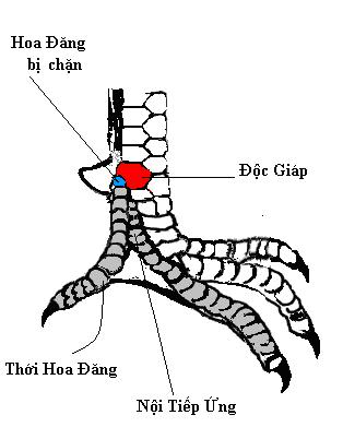  Vảy độc giáp 