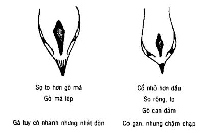 Đầu gà xấu