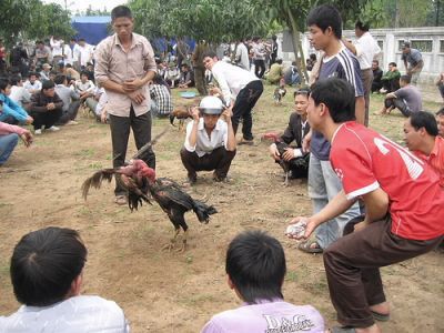 đá gà cựa sắt việt nam, đá gà cựa sắt việt nam, đá gà việt nam