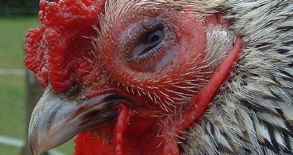 cách chữa bệnh đau mắt ở gà, gà bị đau mắt, gà chọi bị đau mắt, trị bệnh đau mắt ở gà, bệnh đau mắt ở gà