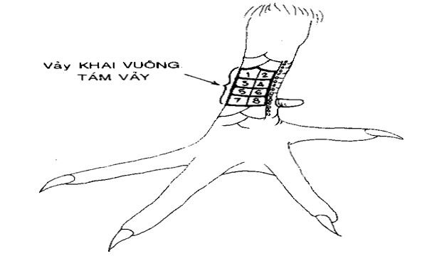 xem vảy gà chọi xấu, vảy gà xấu, xem vảy xấu, những vảy gà chọi xấ, vảy gà chọi xấu