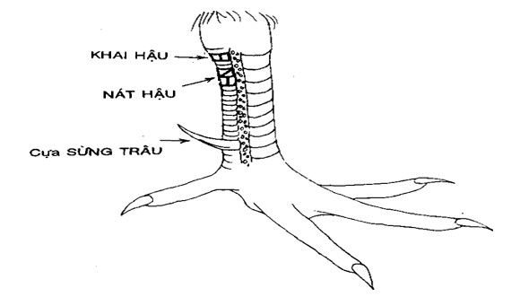 xem vảy gà chọi xấu, vảy gà xấu, xem vảy xấu, những vảy gà chọi xấ, vảy gà chọi xấu