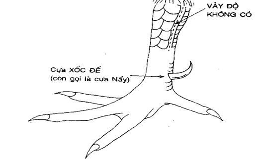 xem vảy gà chọi xấu, vảy gà xấu, xem vảy xấu, những vảy gà chọi xấ, vảy gà chọi xấu