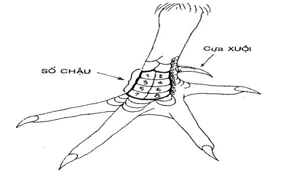 xem vảy gà chọi xấu, vảy gà xấu, xem vảy xấu, những vảy gà chọi xấ, vảy gà chọi xấu