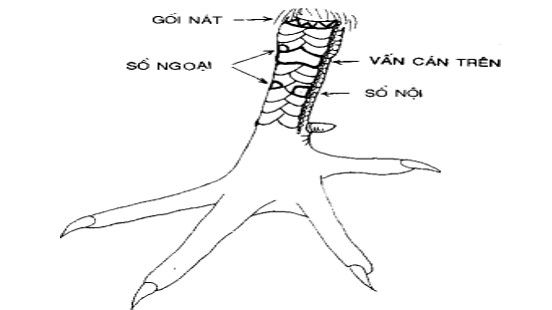 xem vảy gà chọi xấu, vảy gà xấu, xem vảy xấu, những vảy gà chọi xấ, vảy gà chọi xấu