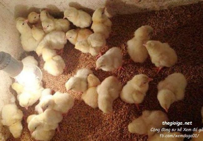 cách nuôi gà con, cách nuôi gà chọi con, cách nuôi gà chọi con mới nở, cách nuôi gà mới nở, cách chăm sóc gà con mới nở, cách nuôi gà chọi mởi nở